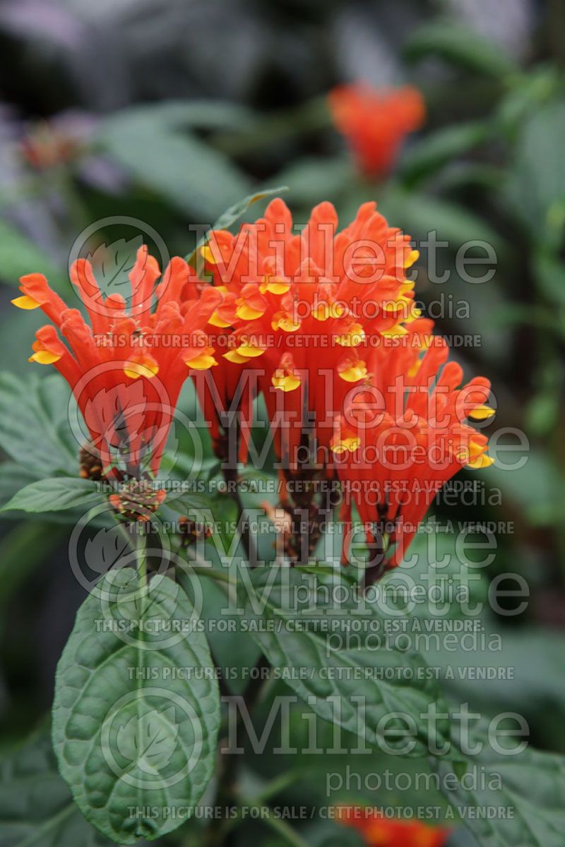 Caladium Florida Cardinal (Caladium)  4