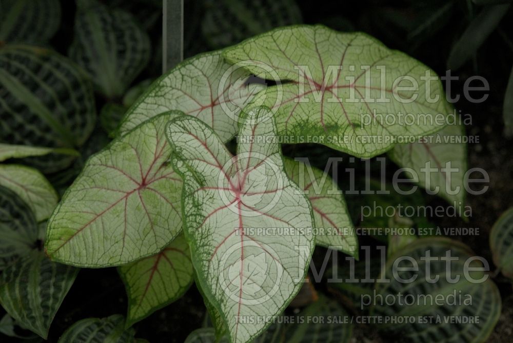 Caladium Florida Fantasy (Caladium) 1 