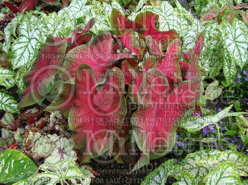 Caladium Florida Sweetheart (Caladium)  1