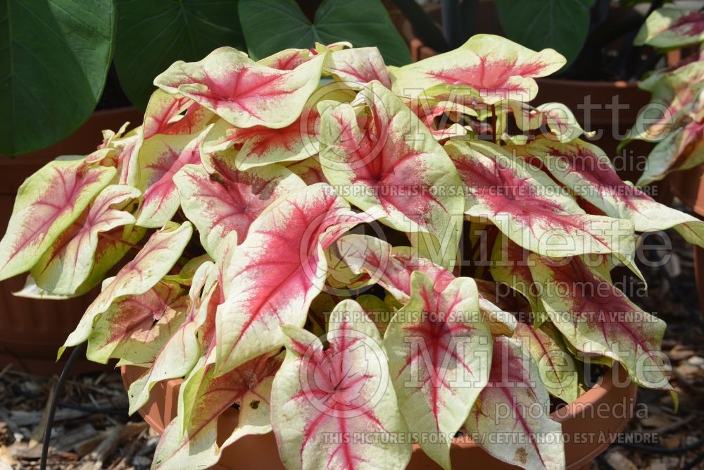 Caladium Key Lime Hearts (Caladium) 1 