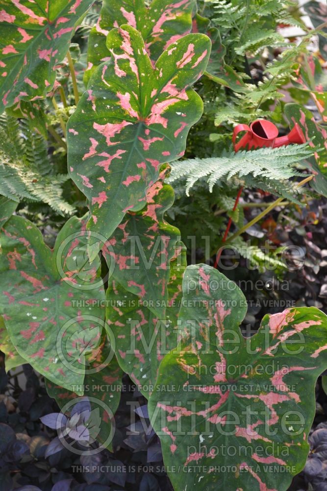 Caladium Painted Frog - Poison Dart Frog (Caladium) 2 