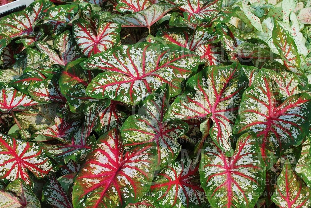 Caladium Tapastry (Caladium) 1 