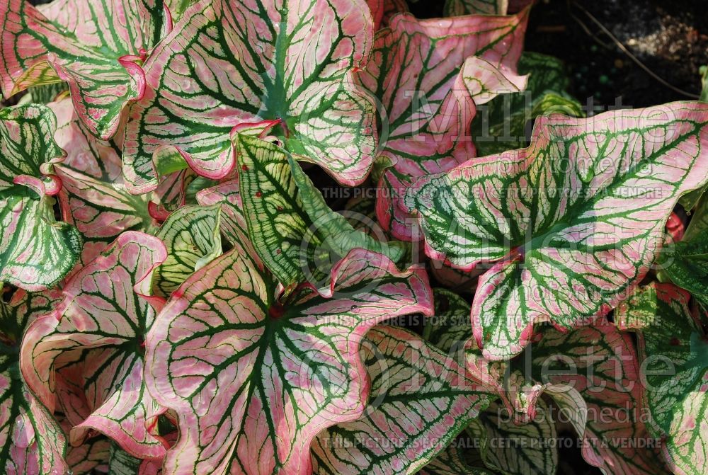 Caladium Tricolor Butterfly (Caladium) 1 