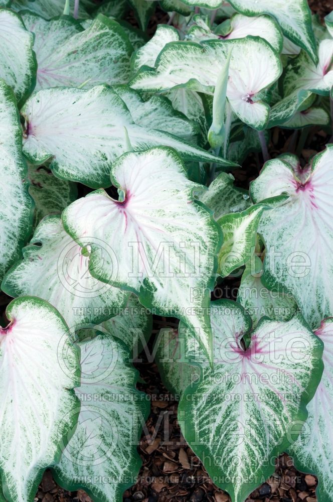 Caladium White Star (Caladium) 1 