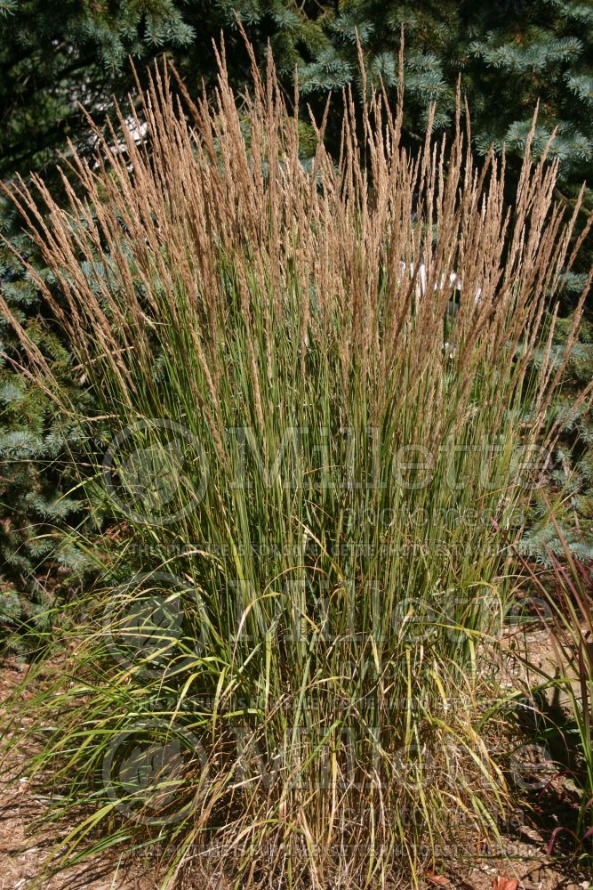 Calamagrostis (Blue-joint Ornamental Grass) 1 