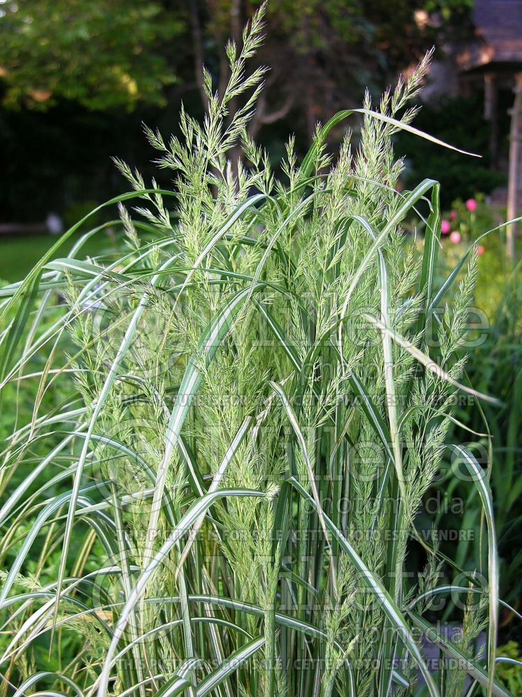 Calamagrostis Avalanche (Variegated Feather Reed Grass) 7