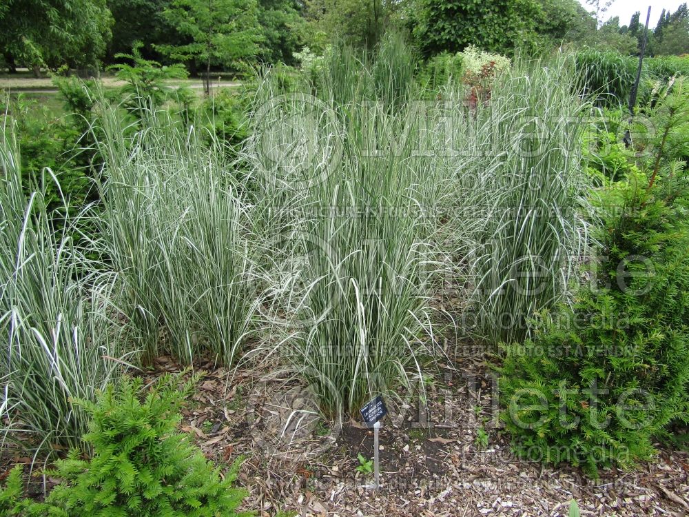 Calamagrostis Avalanche (Variegated Feather Reed Grass) 9