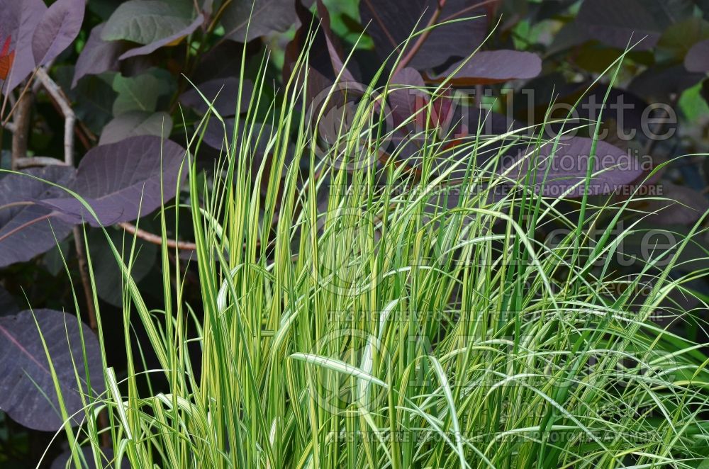 Calamagrostis Eldorado (Feather Reed Grass) 4