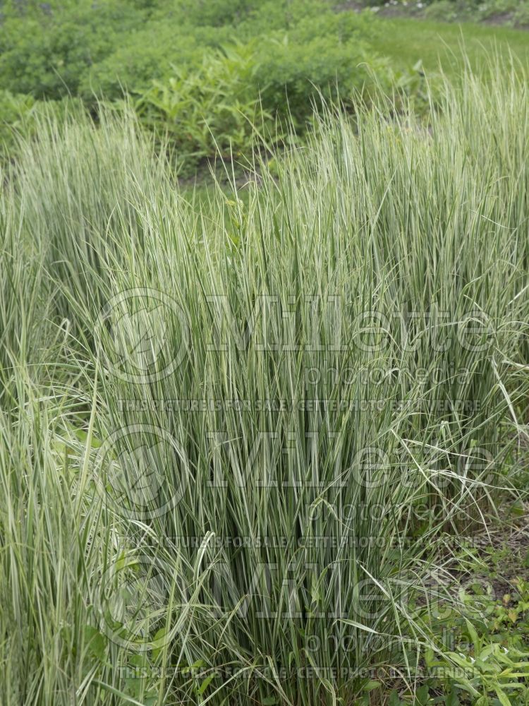 Calamagrostis Hello Spring (Feather Reed Grass) 3