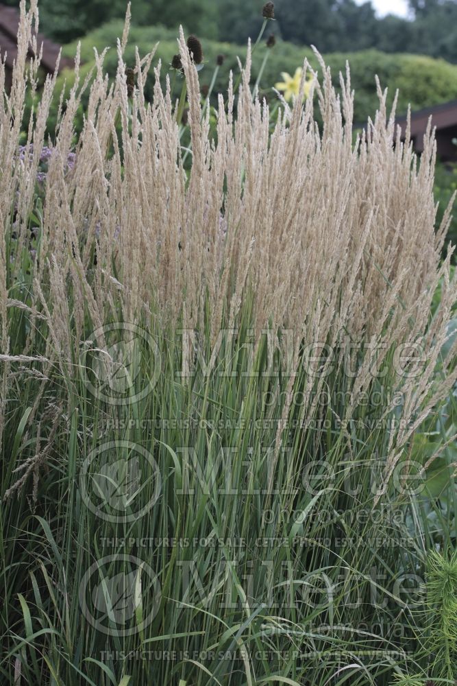 Calamagrostis Karl Foerster (Feather Reed Grass - Roseau) 15  