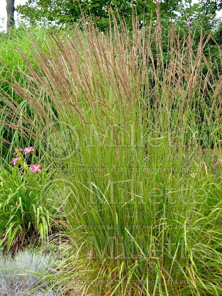 Calamagrostis Karl Foerster (Feather Reed Grass - Roseau) 17  