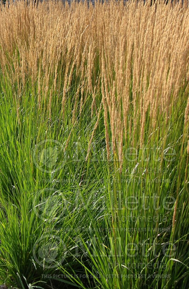 Calamagrostis Karl Foerster (Feather Reed Grass - Roseau) 18  