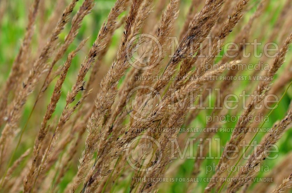 Calamagrostis Karl Foerster (Feather Reed Grass - Roseau) 19  
