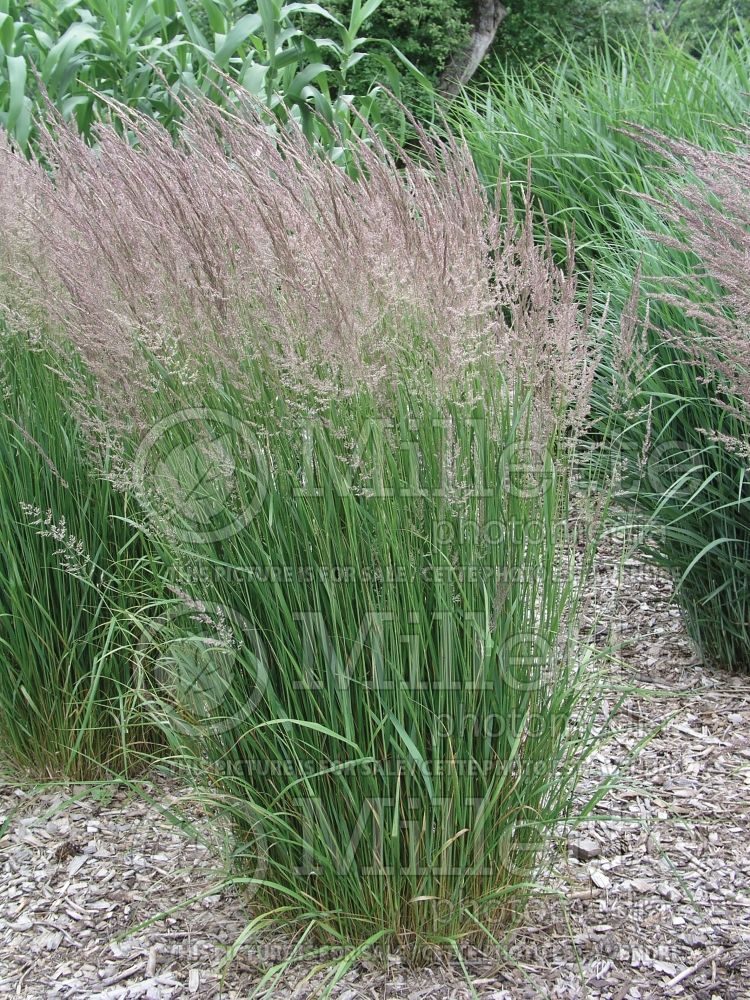 Calamagrostis Karl Foerster (Feather Reed Grass - Roseau) 14  