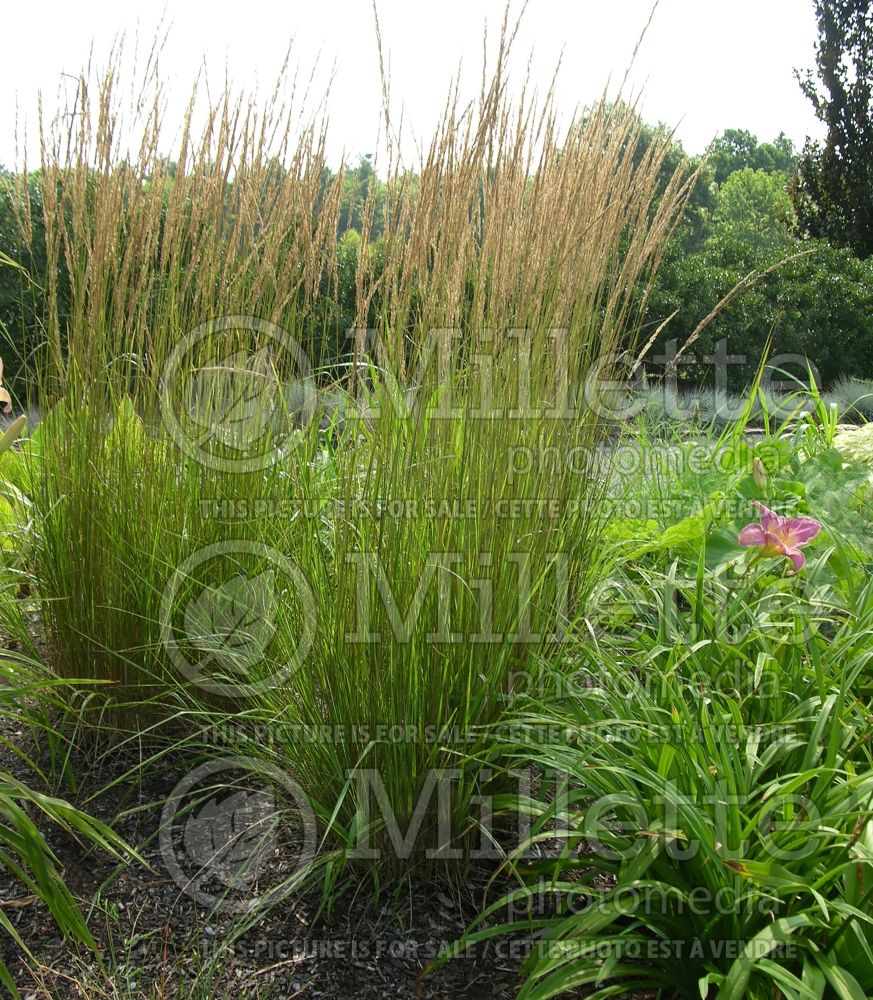 Calamagrostis Overdam (Feather Reed Grass - Roseau) 12