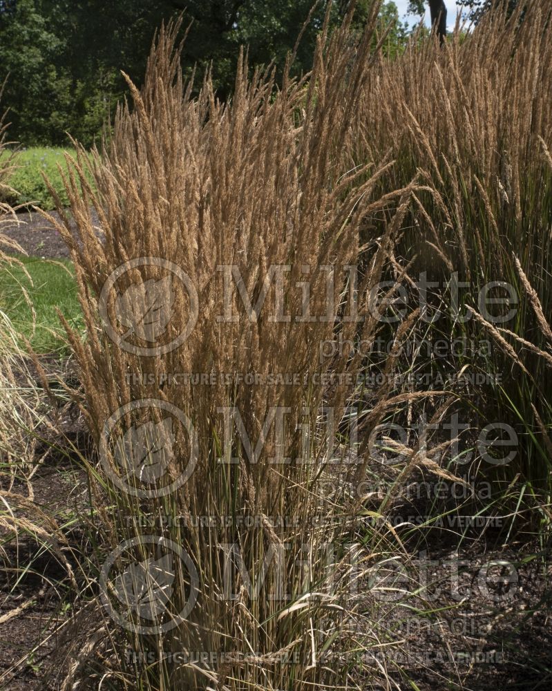 Calamagrostis Avalanche (Variegated Feather Reed Grass) 8