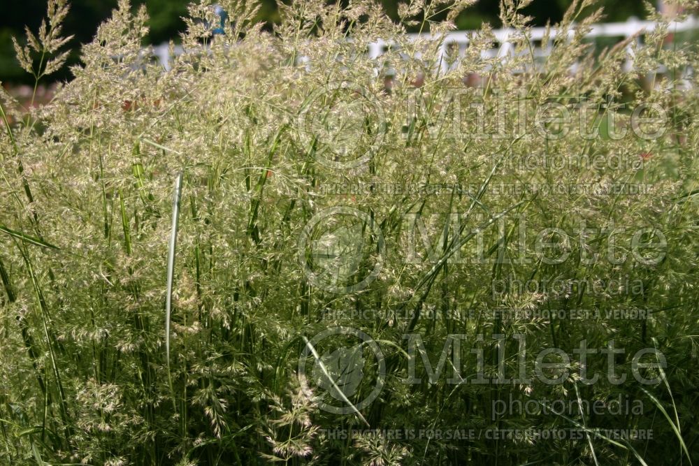 Calamagrostis Avalanche (Variegated Feather Reed Grass) 1 