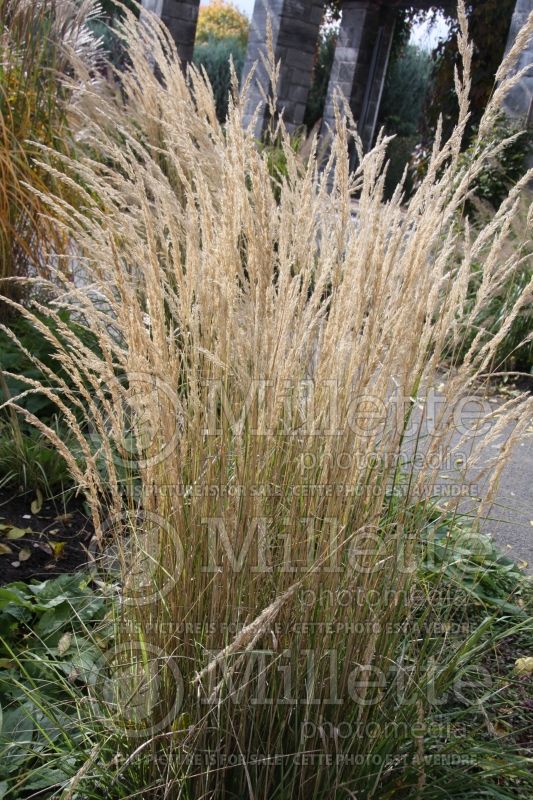 Calamagrostis Avalanche (Variegated Feather Reed Grass) 3