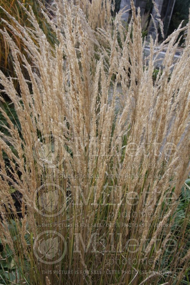 Calamagrostis Avalanche (Variegated Feather Reed Grass) 4