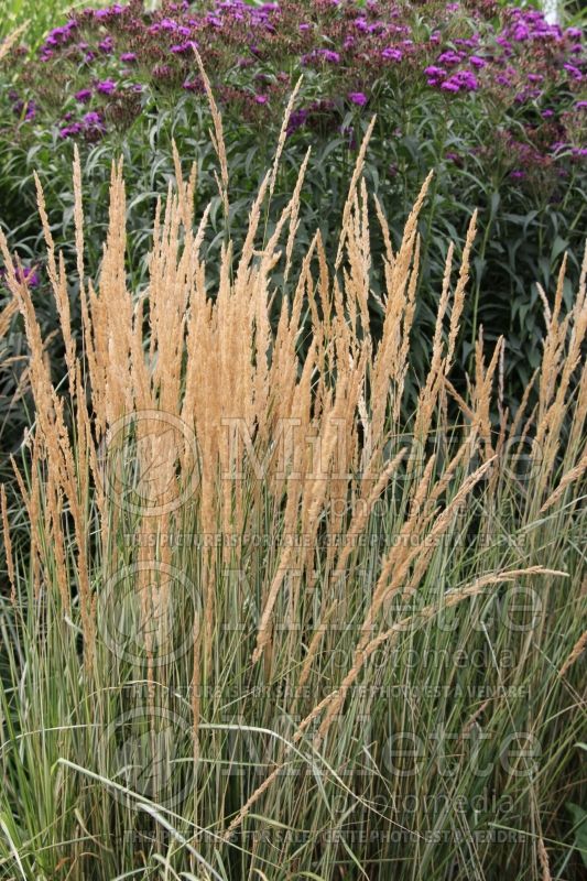 Calamagrostis Avalanche (Variegated Feather Reed Grass) 2