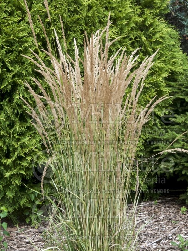 Calamagrostis Eldorado (Feather Reed Grass) 1