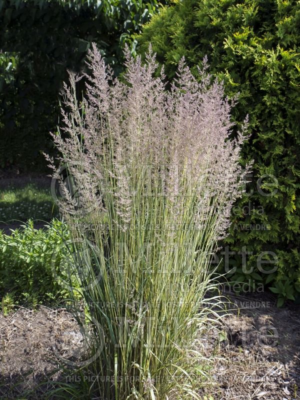 Calamagrostis Eldorado (Roseau graminée) 3