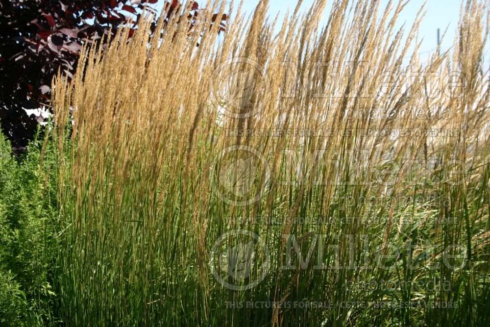 Calamagrostis Karl Foerster (Feather Reed Grass - Roseau) 4  