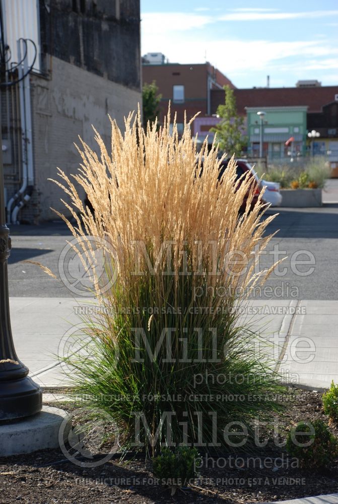 Calamagrostis Karl Foerster (Feather Reed Grass - Roseau) 7  