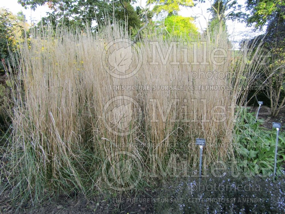 Calamagrostis Karl Foerster (Feather Reed Grass - Roseau) 11  
