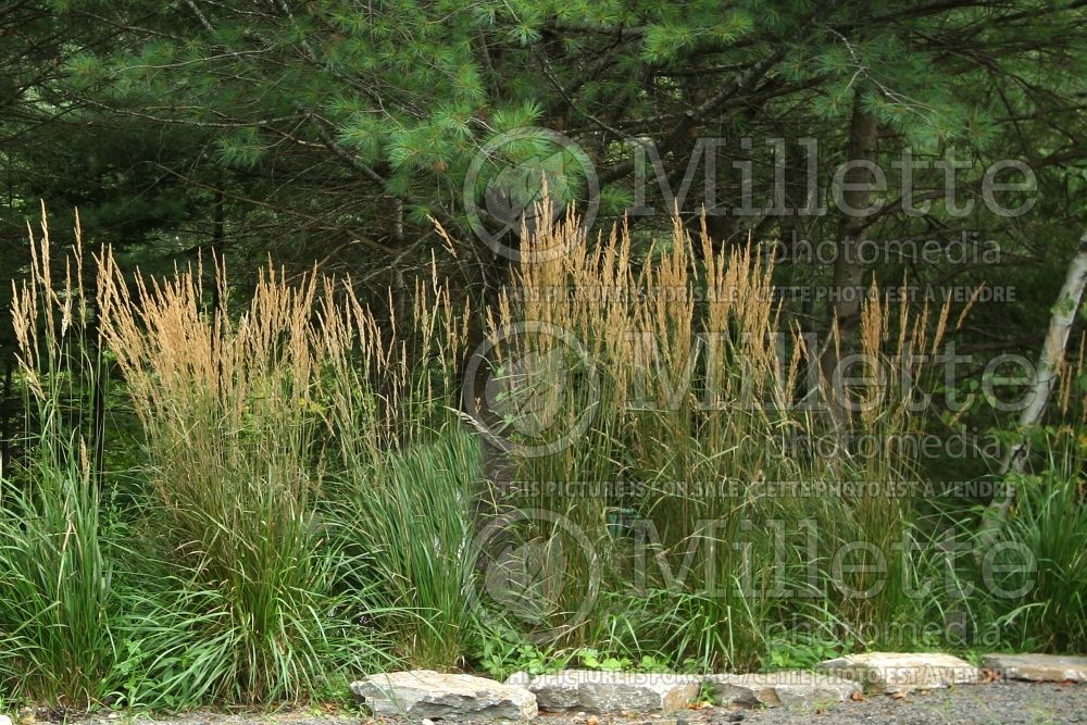 Calamagrostis Karl Foerster (Feather Reed Grass - Roseau) 6  