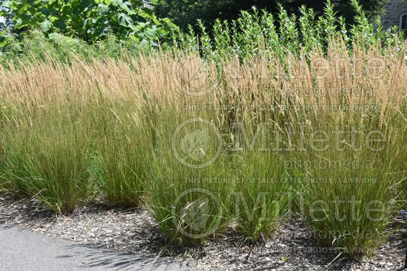 Calamagrostis Karl Foerster (Feather Reed Grass - Roseau) 10  