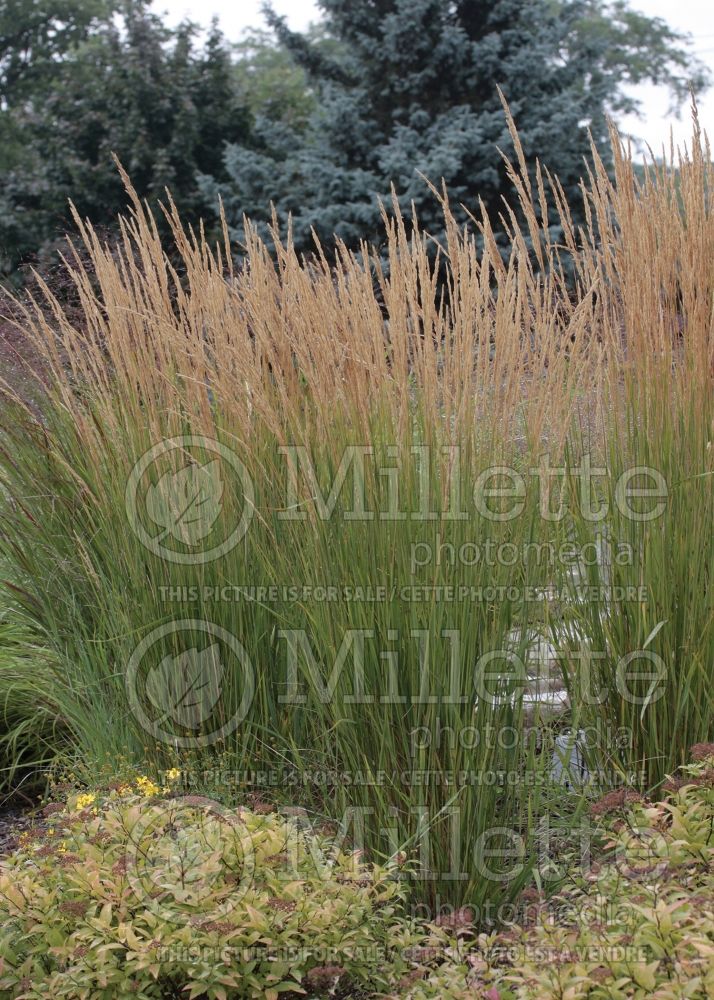 Calamagrostis Karl Foerster (Feather Reed Grass - Roseau) 2  