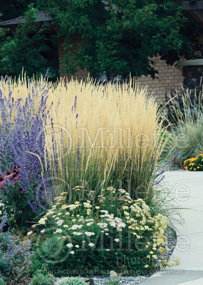 Calamagrostis Karl Foerster (Feather Reed Grass - Roseau) 1  