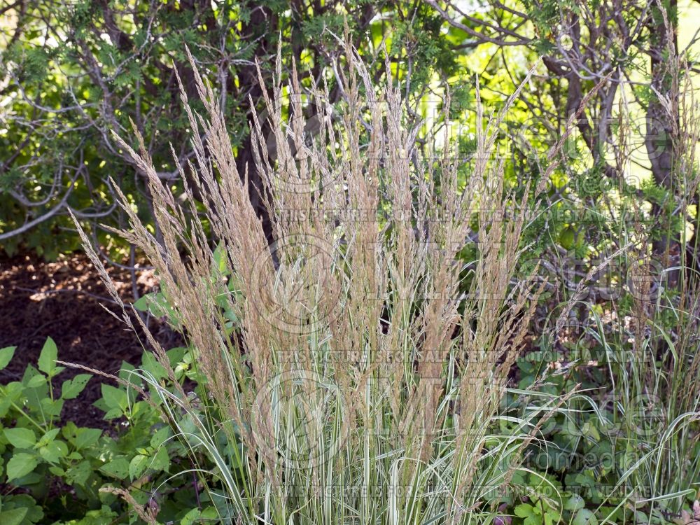 Calamagrostis Overdam (Feather Reed Grass - Roseau) 5