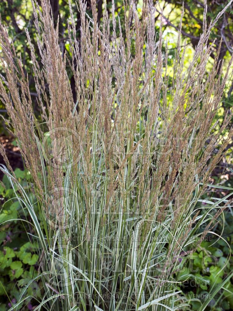 Calamagrostis Overdam (Feather Reed Grass - Roseau) 6