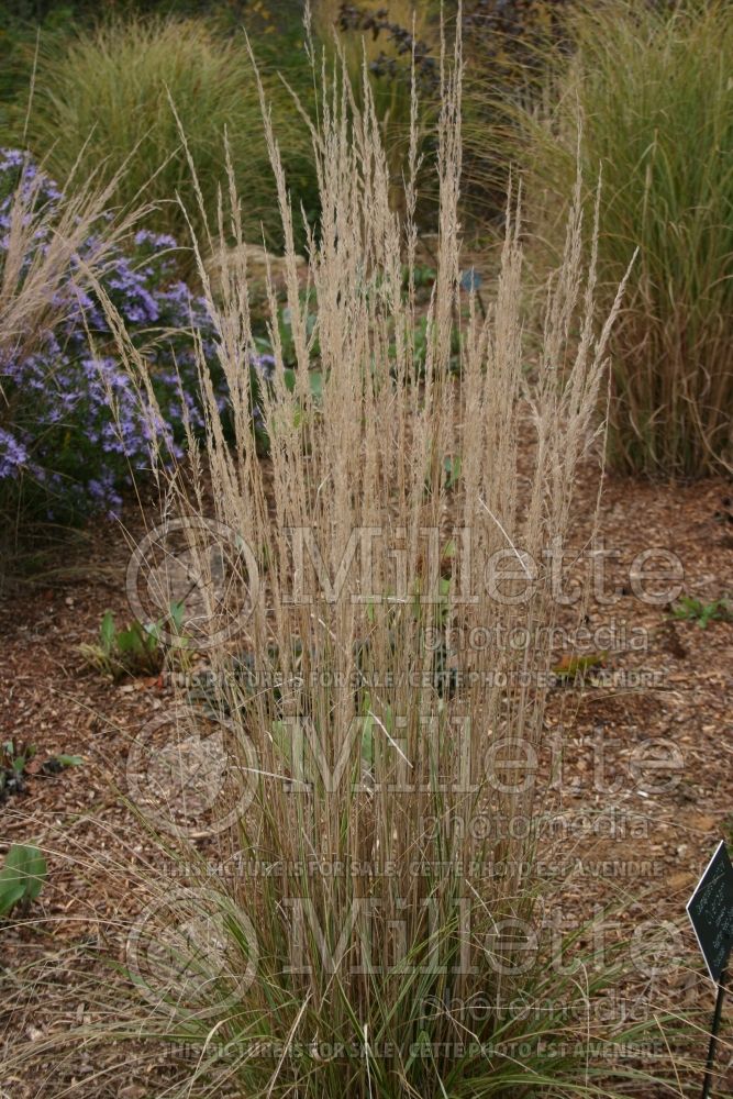 Calamagrostis Overdam (Feather Reed Grass - Roseau) 1