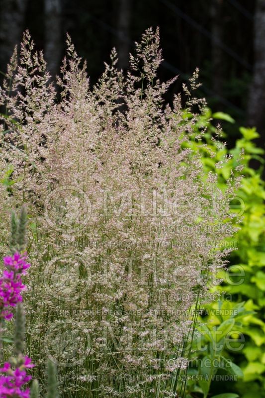 Calamagrostis Overdam (Feather Reed Grass - Roseau) 8