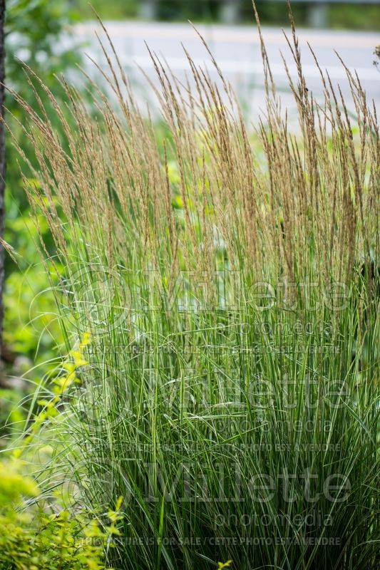 Calamagrostis Overdam (Feather Reed Grass - Roseau) 9