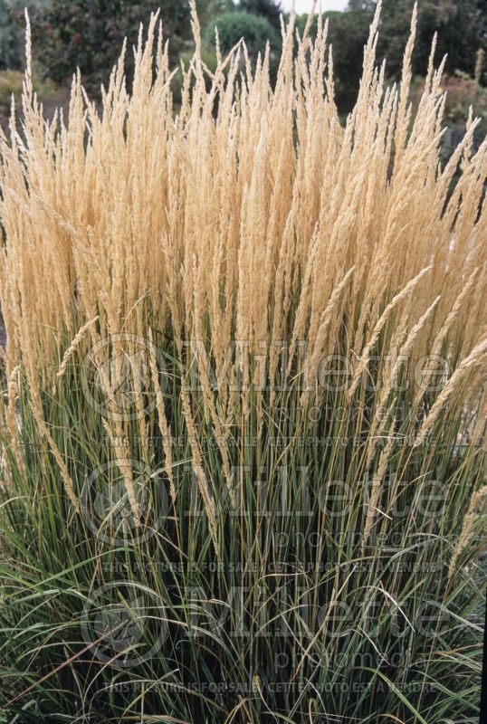 Calamagrostis Overdam (Feather Reed Grass - Roseau) 10