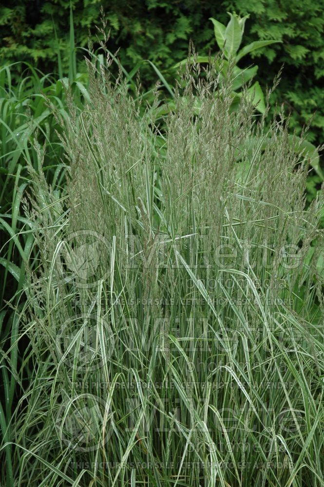 Calamagrostis Overdam (Feather Reed Grass - Roseau) 2