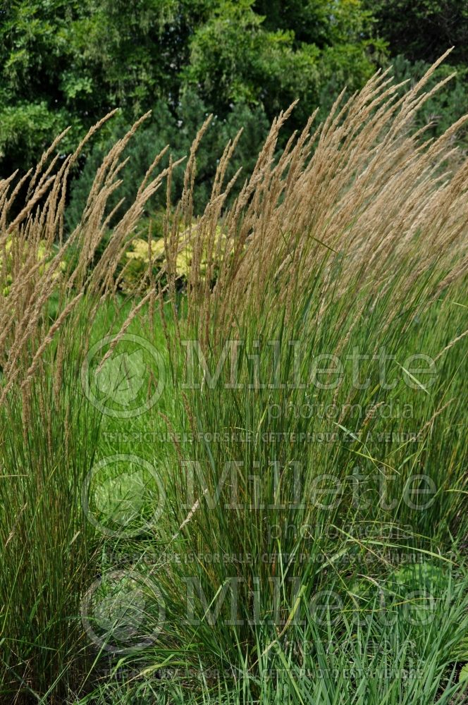 Calamagrostis Karl Foerster (Feather Reed Grass - Roseau) 5  