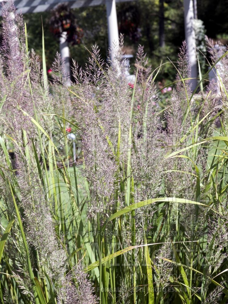 Calamagrostis brachytricha (Feather Reed Grass - Roseau) 3