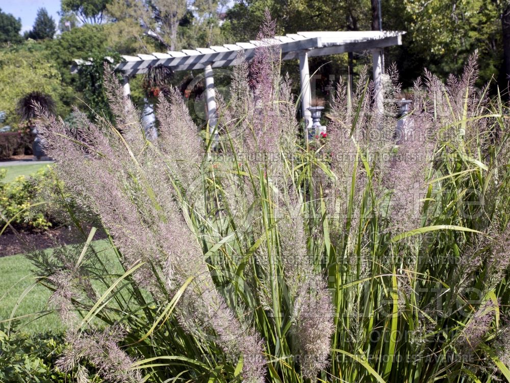 Calamagrostis brachytricha (Feather Reed Grass - Roseau) 1