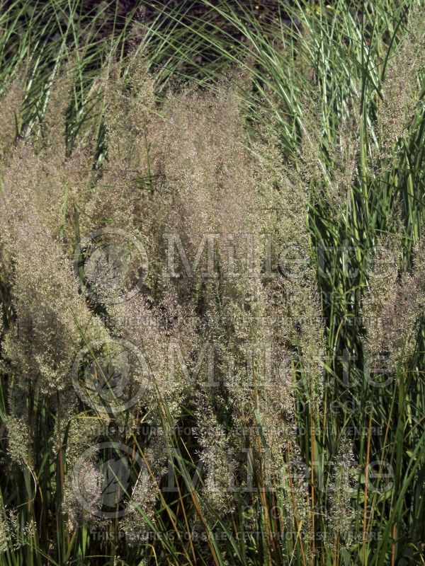 Calamagrostis brachytricha (Feather Reed Grass - Roseau) 5