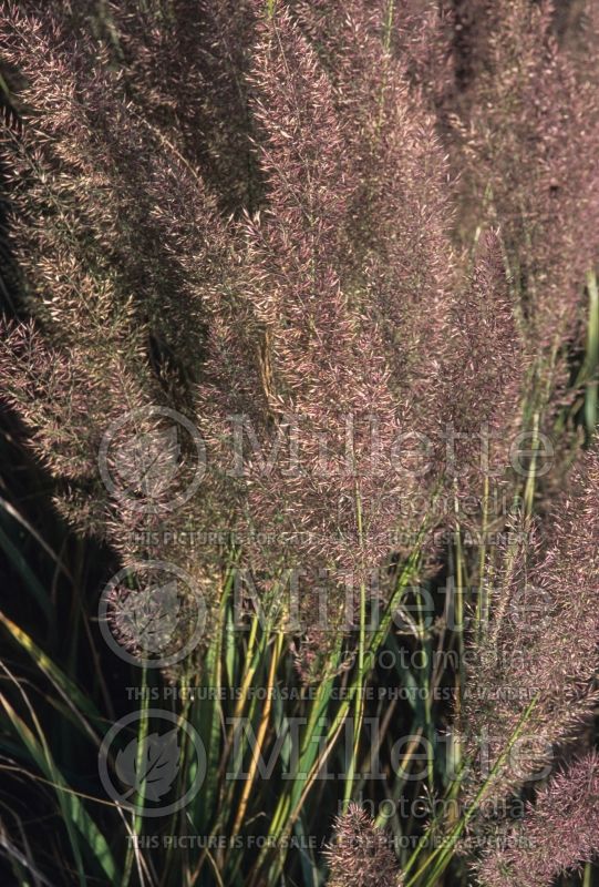 Calamagrostis brachytricha (Feather Reed Grass - Roseau) 8