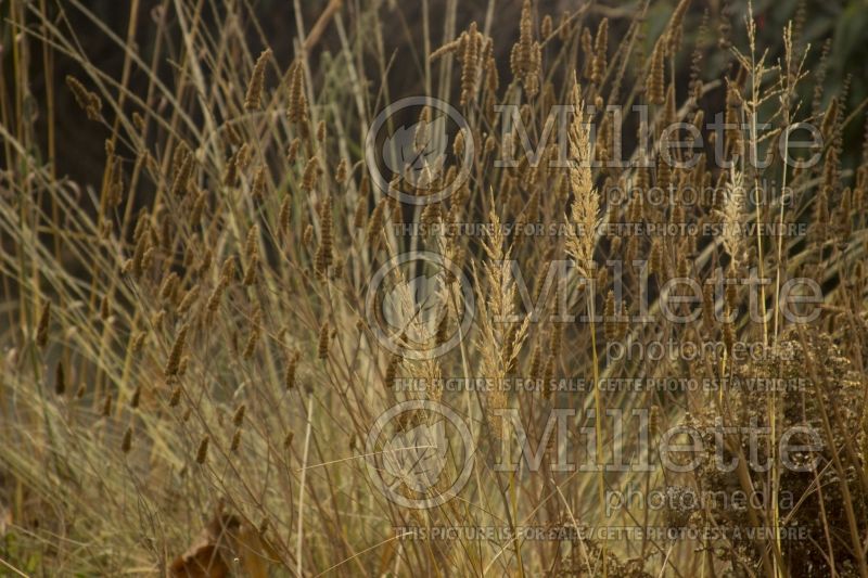 Calamagrostis brachytricha (Feather Reed Grass - Roseau) 6