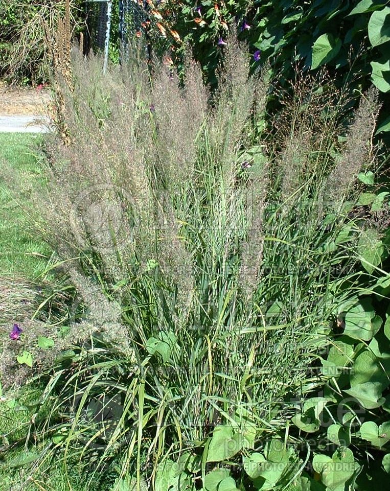 Calamagrostis brachytricha (Feather Reed Grass - Roseau) 2