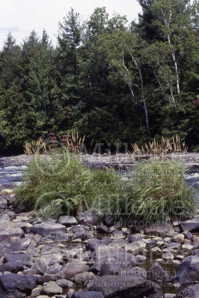 Calamagrostis canadensis (Blue-joint Ornamental Grass) 1