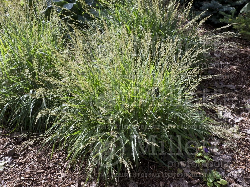 Calamagrostis Cheju-Do (Feather Reed Grass) 1  