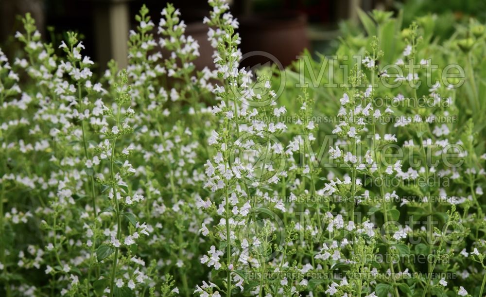 Calamintha nepeta (Calamint) 4 